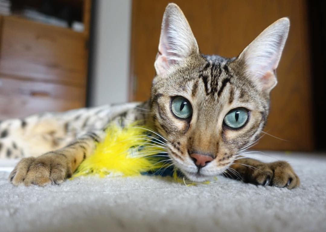 冷门之夜，关键先生帕尔默粉碎尤文图斯