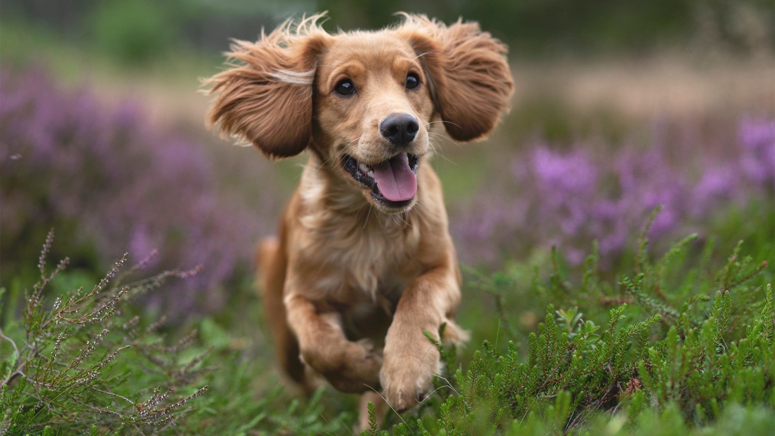 雷火电竞官网-双星映照，武切维奇半场统治诠释巨星真义，勇士团队协作稳胜开拓者的启示