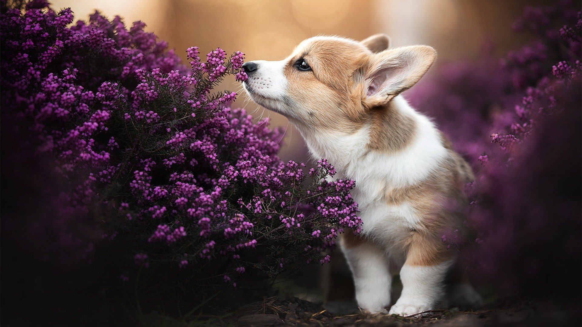 终场哨与指挥棒，厄德高在2026世界杯的接管宣言