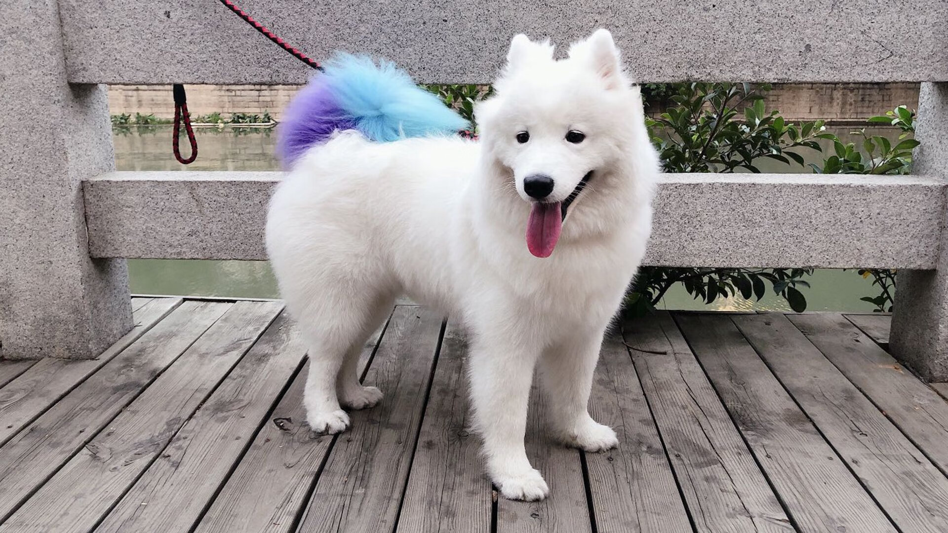 当多特蒙德化身黄黑坎特,解析击溃拜仁的战术密码