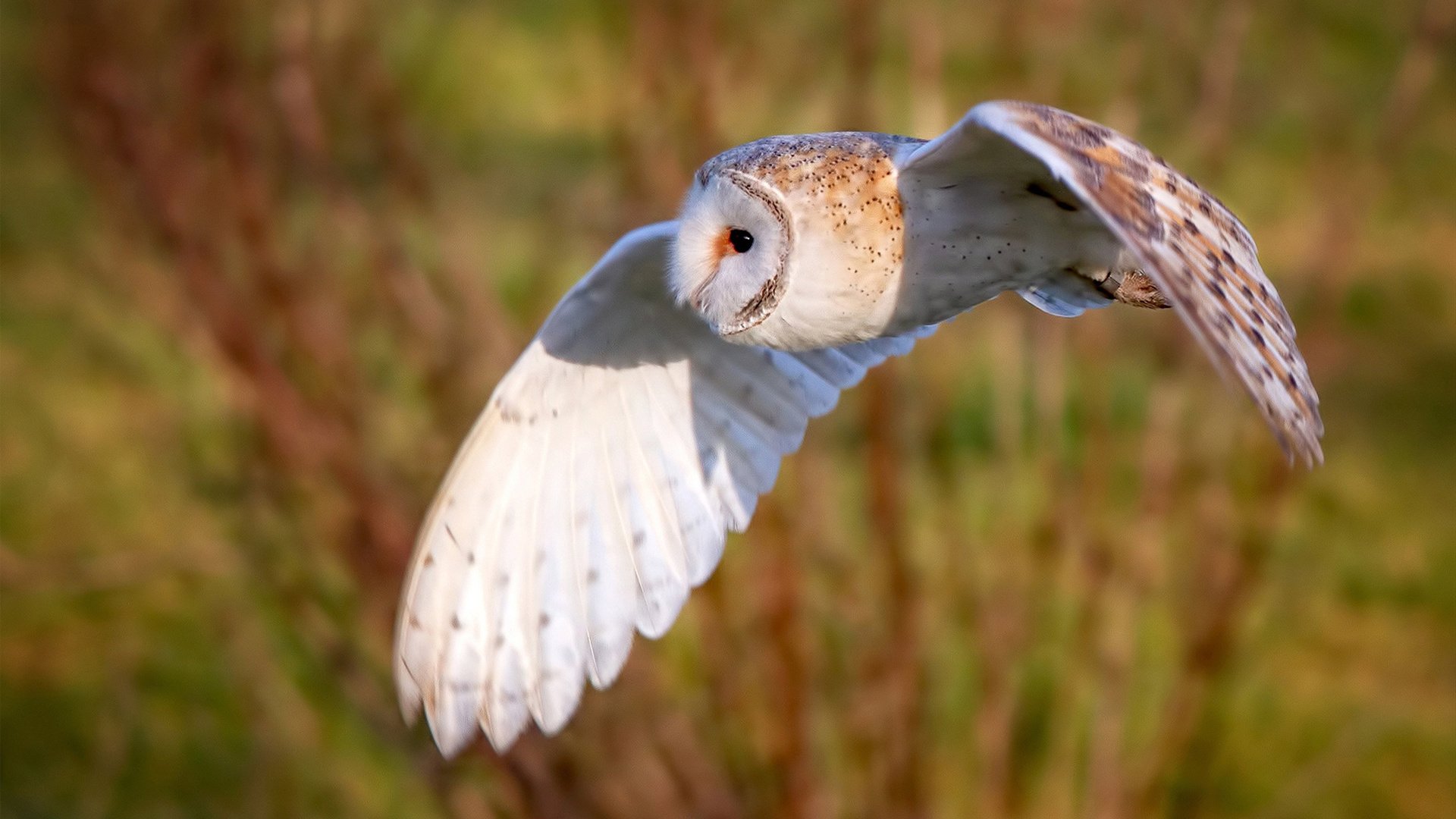 超级周末，黄黑奇迹与绿色闪电，体育如何同时颠覆两大洲？