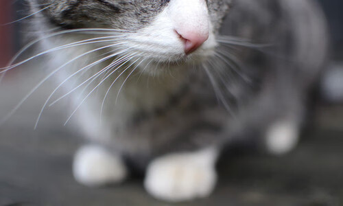 雷火电竞亚洲先驱-绿茵与地板的共鸣，当篮球场吹起欧冠决赛的风