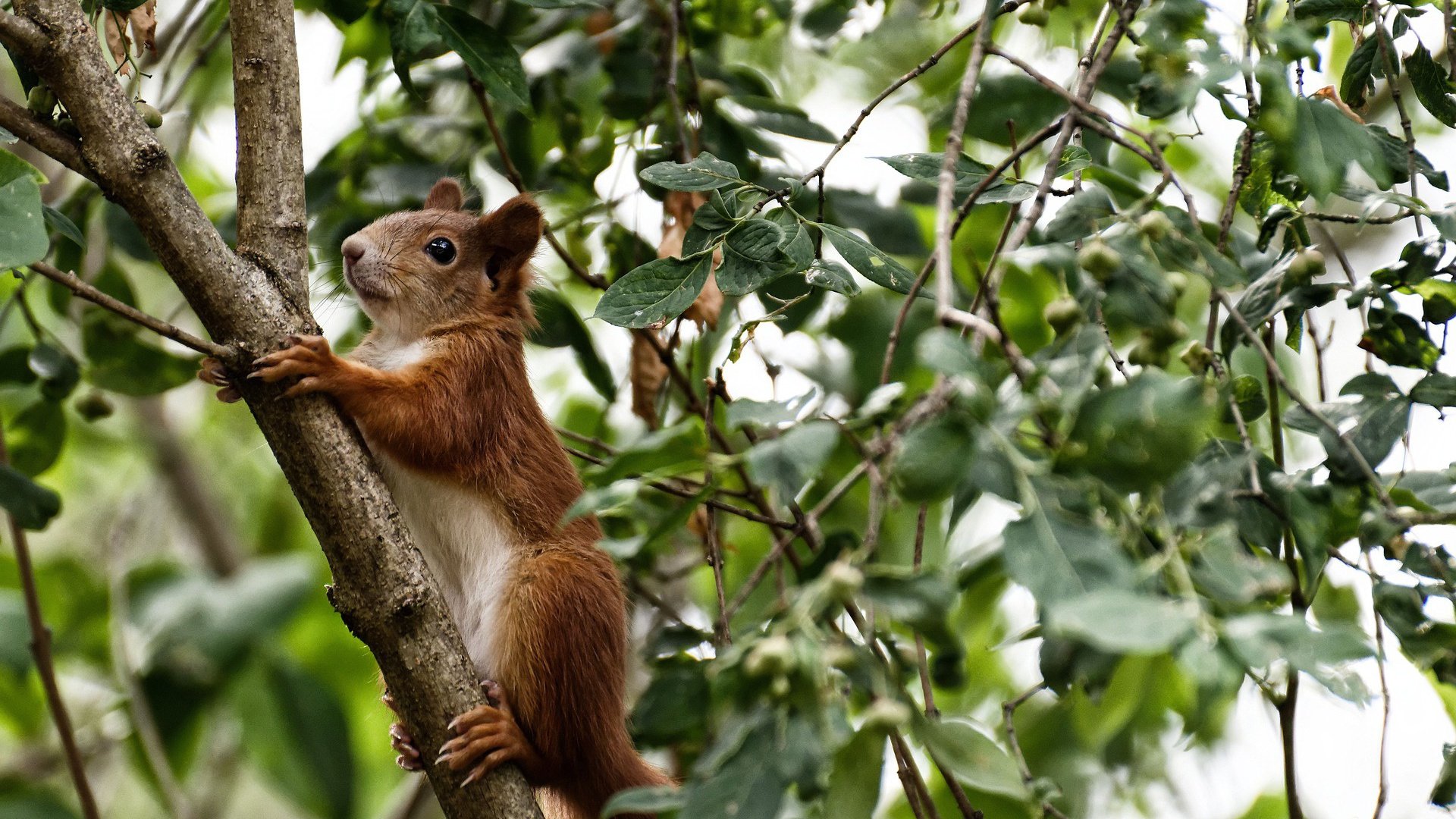暗夜守护神,布雷默最后三秒的冠军级表演