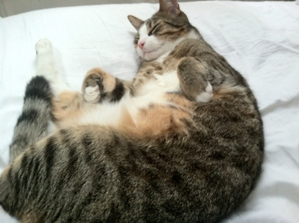 雷火电竞合作-暗夜猎手，黄喜灿一球定乾坤的德甲争冠之夜