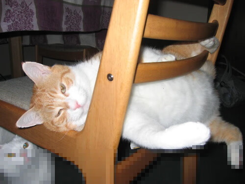 绿茵场上的交响诗，布鲁诺如何用双脚谱写无争议的完美之夜