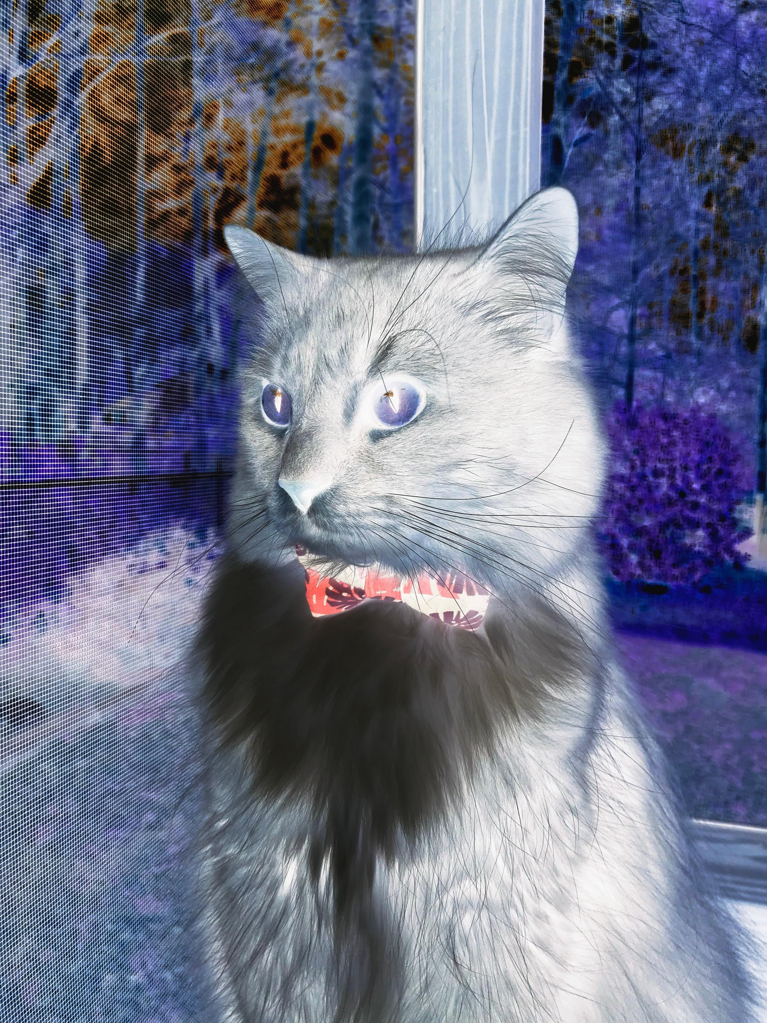 平行宇宙，当广东宏远在篮球欧冠横扫洛杉矶快船