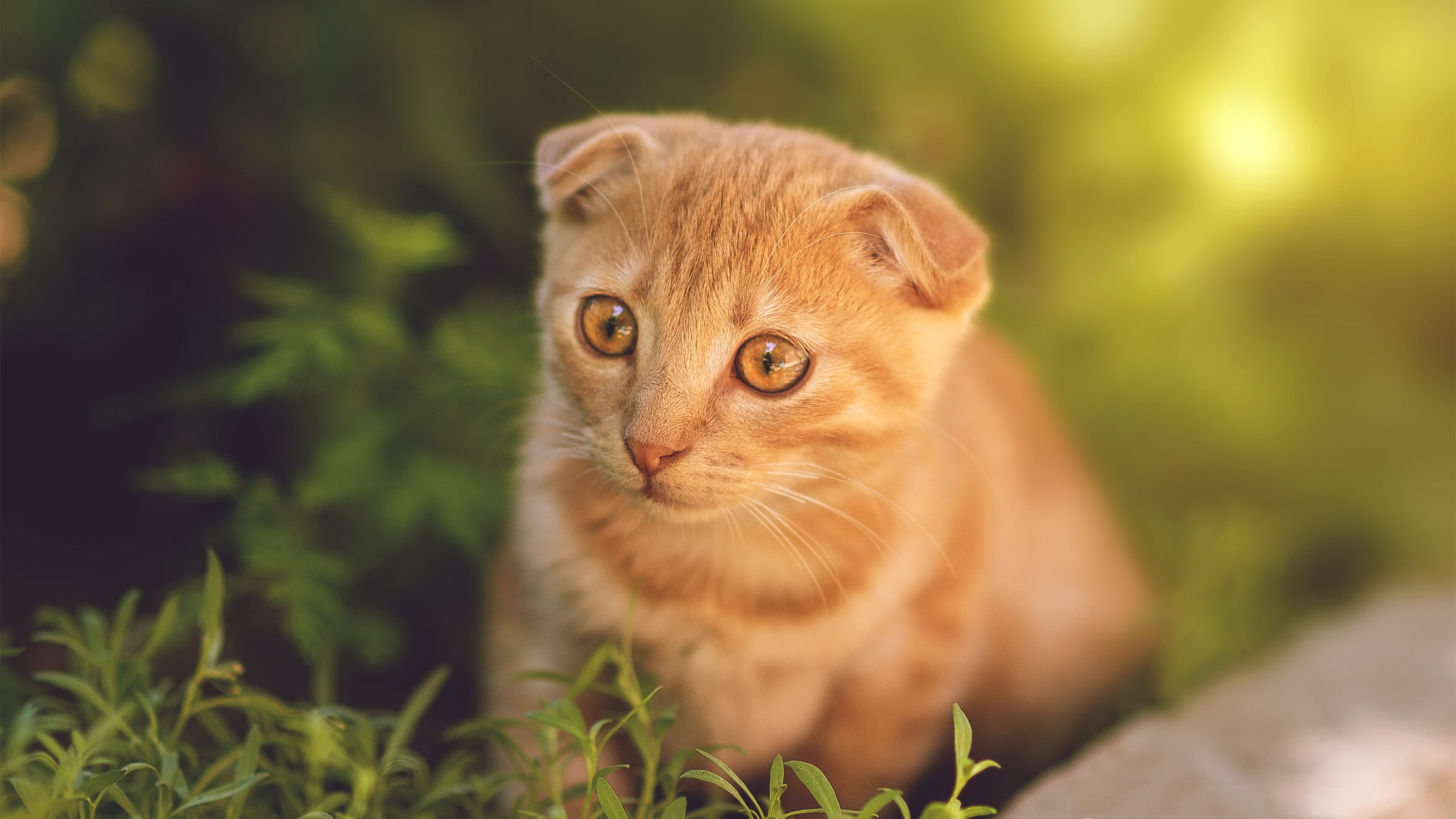 太平洋的鹈鹕遇见天山雪豹,德罗赞在焦点熔炉中锻造证明
