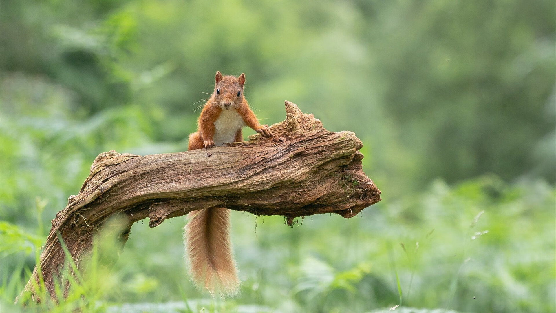 蝴蝶振翅，当李刚仁的左脚掀起逆转葡萄牙与喀麦隆命运的蝴蝶风暴
