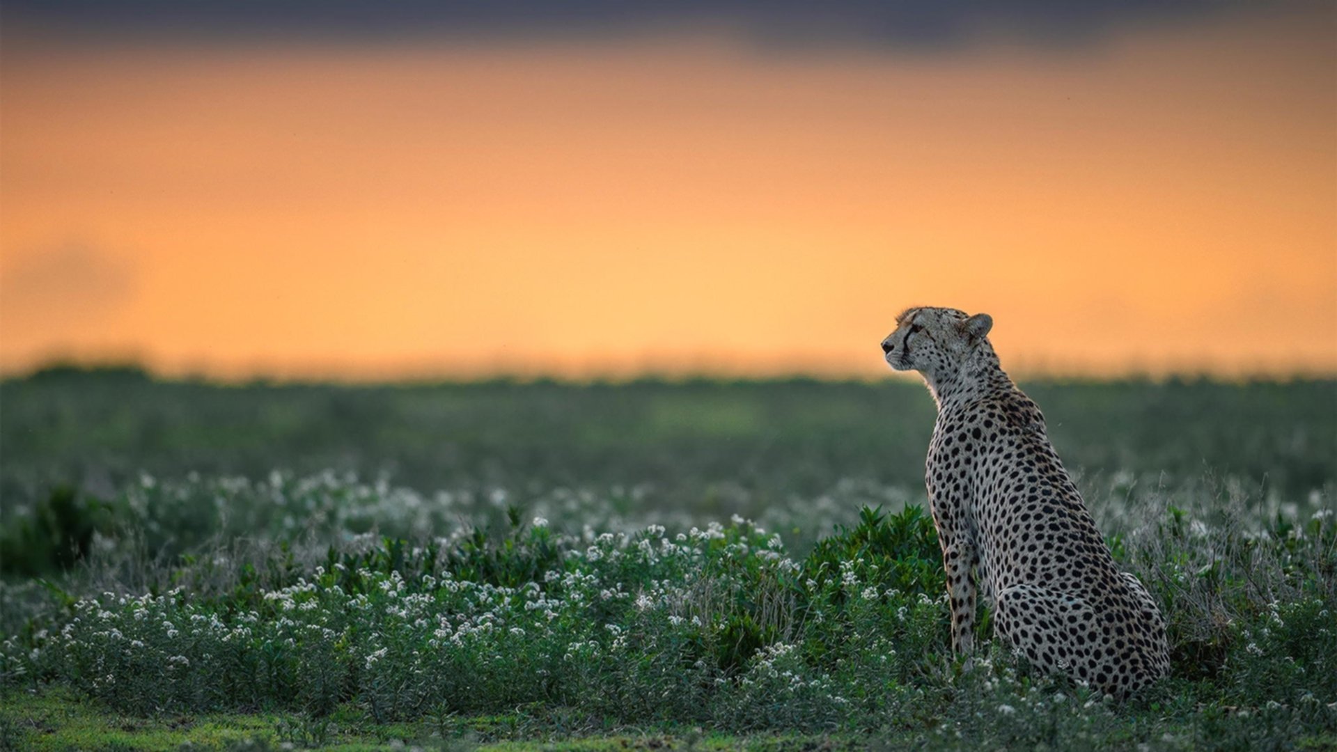 雷火电竞亚洲先驱-地理征服与个人主宰，当莱比锡的战术洪流遇见苏亚雷斯的逆流