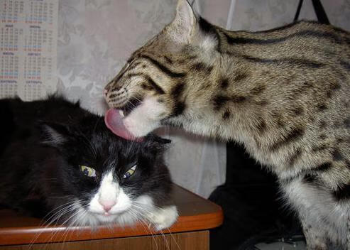 雷火电竞网站-恩比德烈焰独舞，绿军铁骑无声踏破灰熊