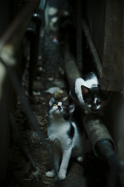 维尼修斯魔幻独舞，克罗地亚对阵阿尔及利亚，攻防两端的统治艺术