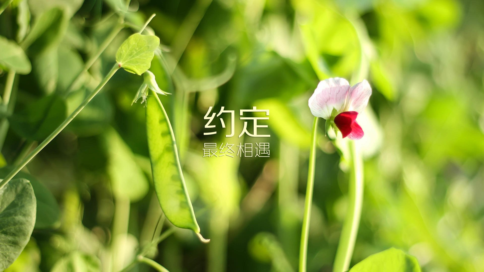星辰与荒漠,2026世界杯A组暗夜中的格列兹曼神迹