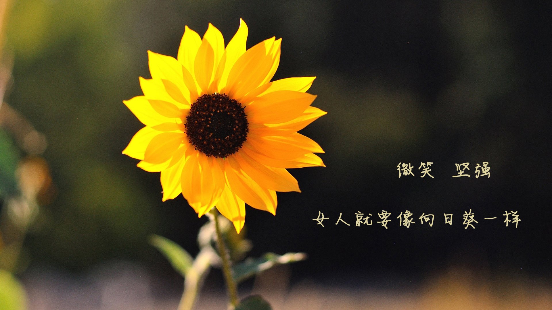 轮回之战,当布罗佐维奇让2026重演历史,保加利亚的逆转是宿命还是复仇?