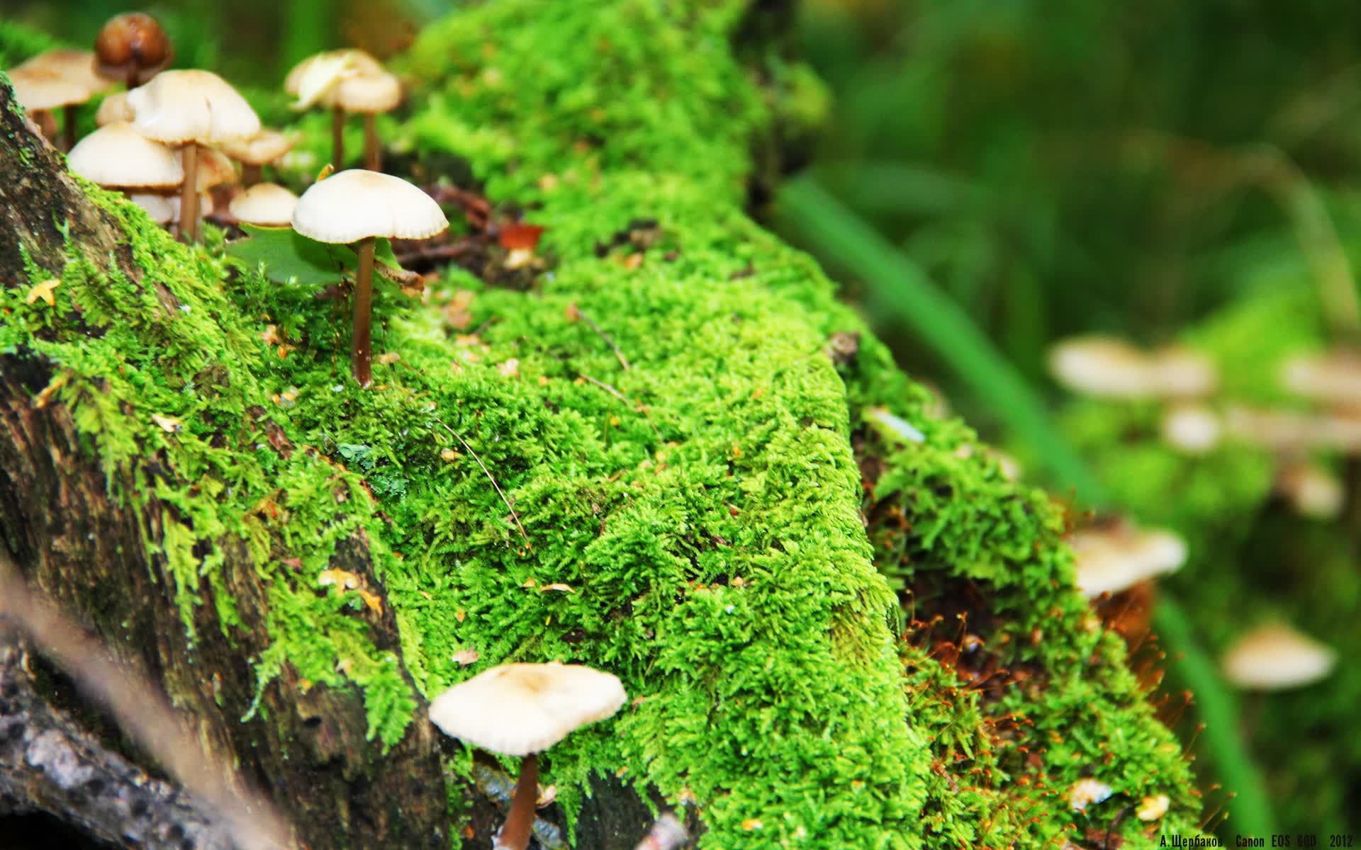 橙衣之殇，当无冕之王在保加利亚的铁蹄下，目睹C罗封神
